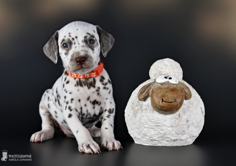 Hündin | Farbschlag weiss - braun, Halsband Orange