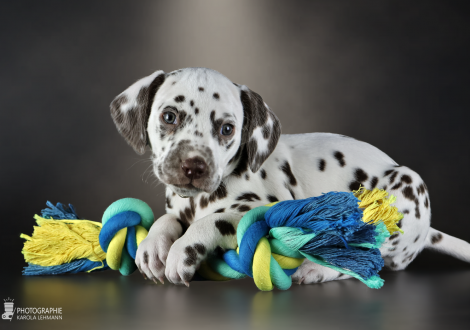 Hündin | Farbschlag weiss - braun, Halsband Gelb