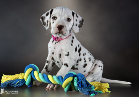 Hündin | Farbschlag weiss - braun, Halsband Rosa