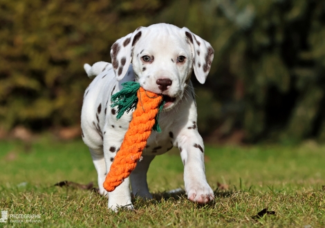 Christi ORMOND Love of my Life - Hündin | Farbschlag weiß - braun (Halsband Rosa)