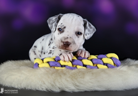 Male | colour white - liver, collar dark green