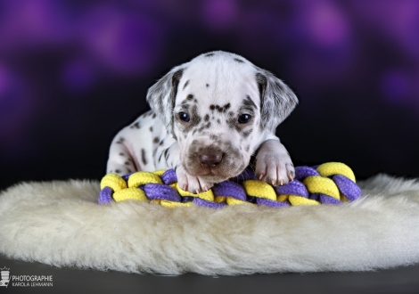 Male | colour white - liver, collar light blue