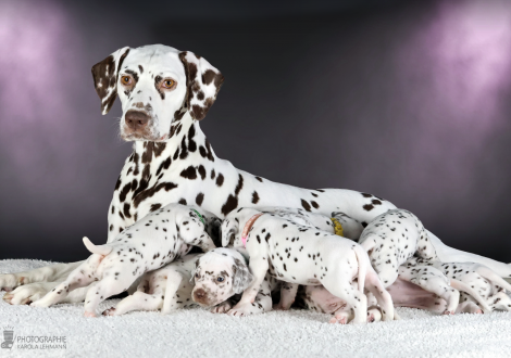 Christi ORMOND Biskaya Bay (called Kaya) with her Christi ORMOND LL - Litter 4th week of life