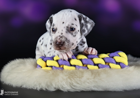 Female | colour white and liver, collar purple