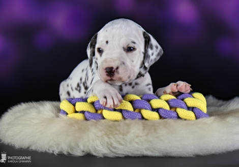 Female | colour white and liver, collar red