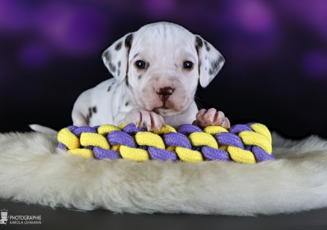 Female | colour white and liver, collar pink