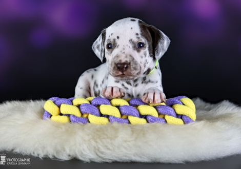 Female | colour white and liver, collar light green