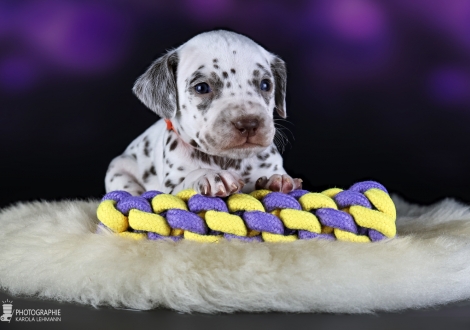 Female | colour white and liver, collar orange