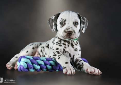 Male | colour white - liver, collar dark green