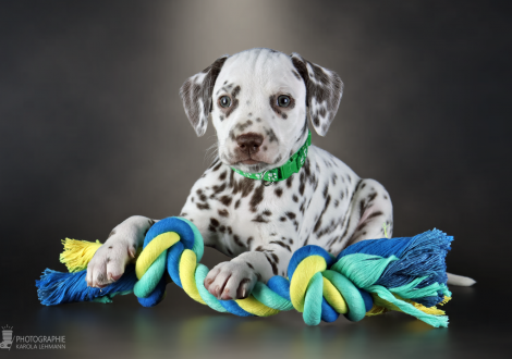 Male | colour white - liver, collar dark green