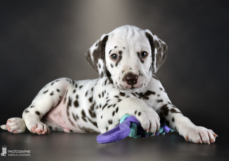 Male | colour white - liver, collar black