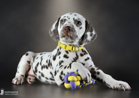 Female | colour white and liver, collar yellow