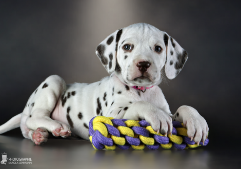 Female | colour white and liver, collar pink