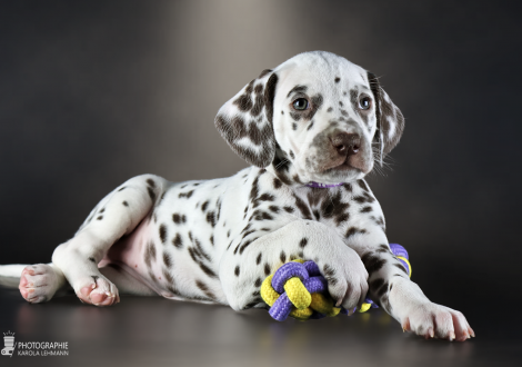 Female | colour white and liver, collar purple