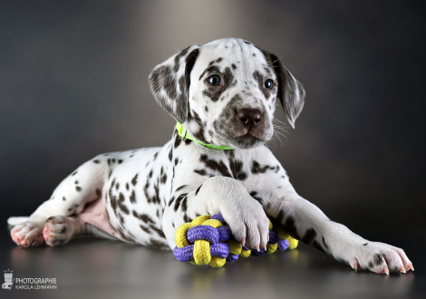 Female | colour white and liver, collar light green