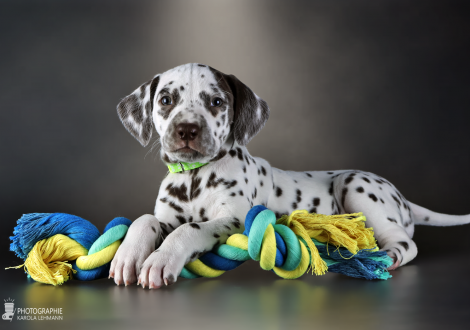 Female | colour white and liver, collar light green