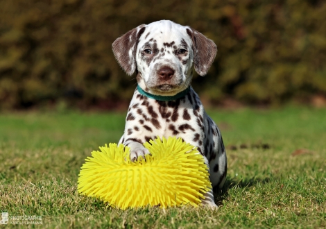 Christi ORMOND Lucky Luke - male | colour white - liver (collar light blue)