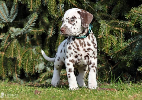 Christi ORMOND Lucky Luke - male | colour white - liver (collar light blue)