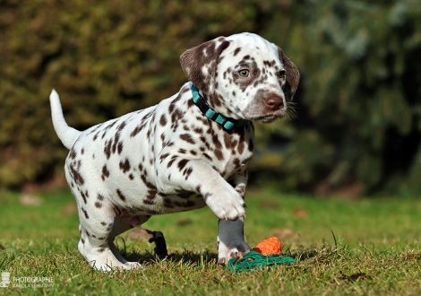 Christi ORMOND Lucky Luke - male | colour white - liver (collar light blue)