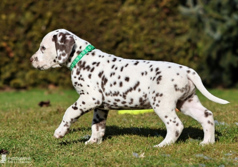 Christi ORMOND Liberty Lincoln - male | colour white - liver (collar dark green)