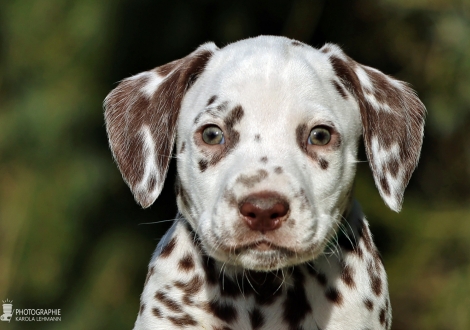 Christi ORMOND Liberty Lincoln - male | colour white - liver (collar dark green)