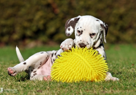 Christi ORMOND Lennox Lewis - male | colour white - liver (collar black)
