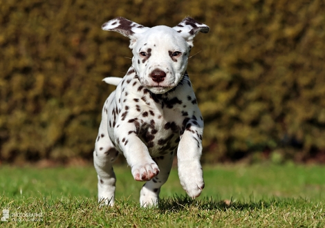 Christi ORMOND Lennox Lewis - male | colour white - liver (collar black)
