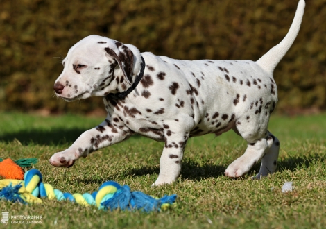 Christi ORMOND Lennox Lewis - male | colour white - liver (collar black)