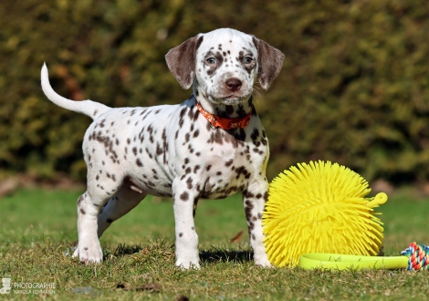 Christi ORMOND La Luna - female | colour white - liver (collar orange)