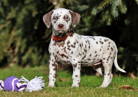 Christi ORMOND La Luna - female | colour white - liver (collar orange)