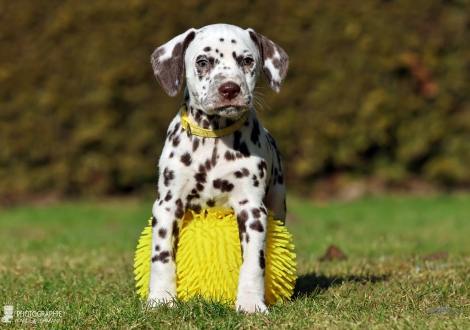 Christi ORMOND Loyal Love - female | colour white - liver (collar yellow)