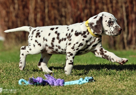 Christi ORMOND Loyal Love - female | colour white - liver (collar yellow)