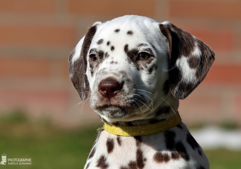 Christi ORMOND Loyal Love - female | colour white - liver (collar yellow)