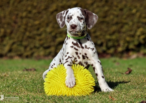 Christi ORMOND Luxury Line - female | colour white - liver (collar light green)