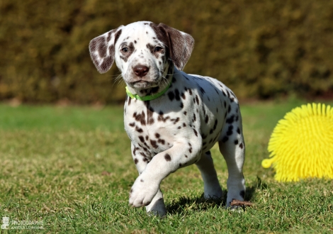Christi ORMOND Luxury Line - female | colour white - liver (collar light green)