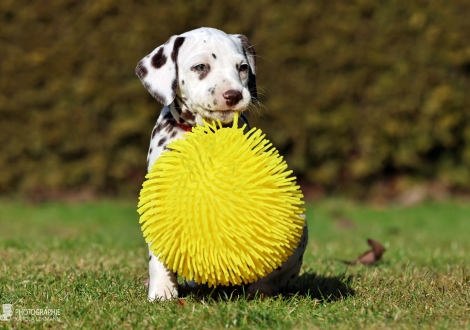 Christi ORMOND Lady Like - female | colour white - liver (collar red)