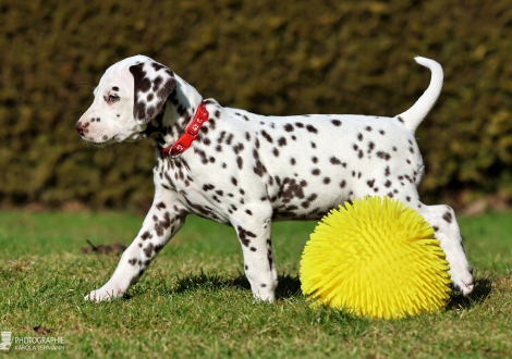 Christi ORMOND Lady Like - female | colour white - liver (collar red)
