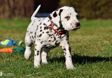 Christi ORMOND Lady Like - female | colour white - liver (collar red)