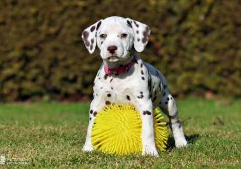 Christi ORMOND Love of my Life - female | colour white - liver (collar pink)