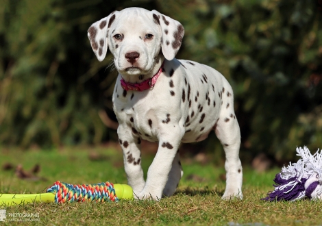 Christi ORMOND Love of my Life - female | colour white - liver (collar pink)