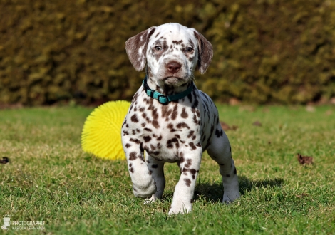 Christi ORMOND Lucky Luke - male | colour white - liver (collar light blue)