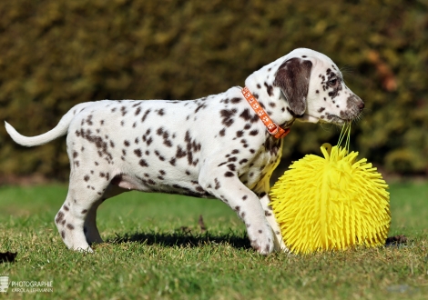 Christi ORMOND La Luna - female | colour white - liver (collar orange)