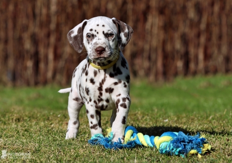 Christi ORMOND Loyal Love - female | colour white - liver (collar yellow)