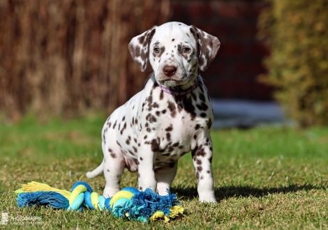 Christi ORMOND Living Legend - female | colour white - liver (collar purple)
