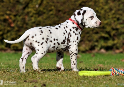 Christi ORMOND Lady Like - female | colour white - liver (collar red)