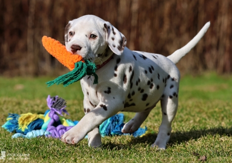 Christi ORMOND Love of my Life - female | colour white - liver (collar pink)