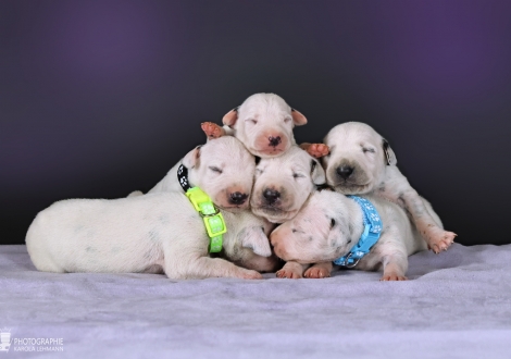 Impression Christi ORMOND KK - Litter (males)