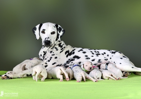 Christi ORMOND Velvet Rose (called Rose) with her Christi ORMOND KK - Litter 2nd week of life
