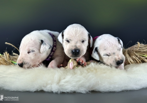 Females | colour white and black, collar purple, collar red, and collar pink