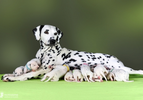Christi ORMOND Velvet Rose (called Rose) with her Christi ORMOND KK - Litter 2nd week of life